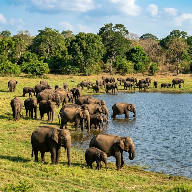 Sri Lanka Travel Gallery 24